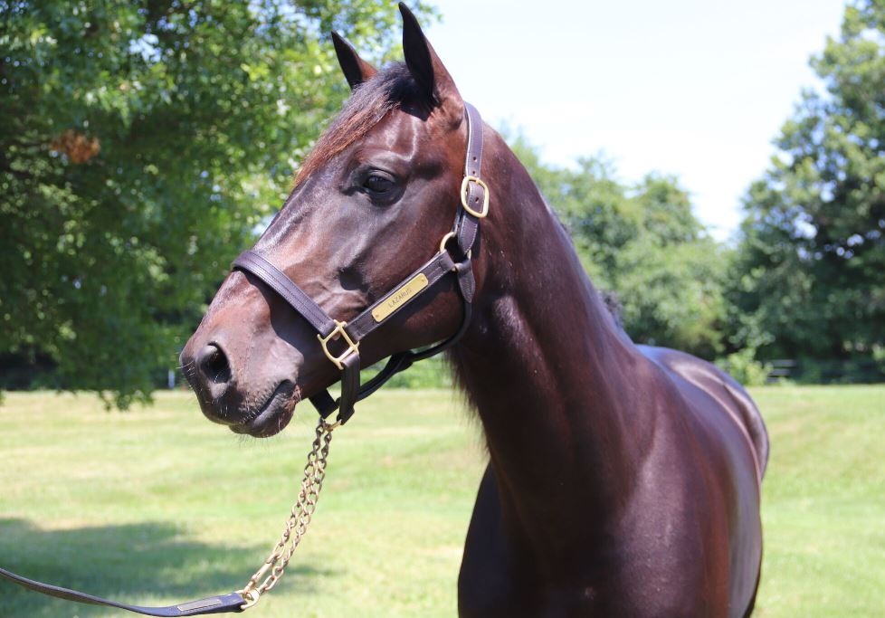 Lazarus joins Wai Eyre Farm stallion roster